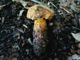 Suillellus hypocarycinus image