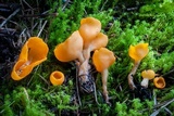 Sowerbyella rhenana image