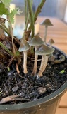 Psilocybe tasmaniana image