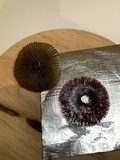 Psilocybe tasmaniana image