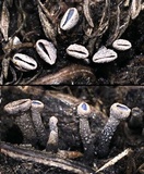Banksiamyces toomansis image