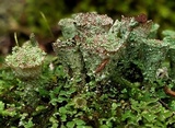 Cladonia pyxidata image