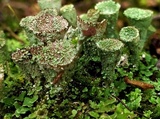 Cladonia pyxidata image