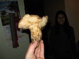 Tricholoma mesoamericanum image