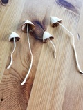 Conocybe apala image
