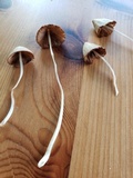 Conocybe apala image