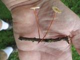 Mycetinis scorodonius image
