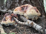 Fomitopsis mounceae image