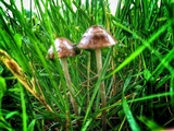 Panaeolus fimicola image