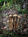 Panaeolus fimicola image