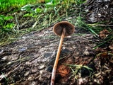 Panaeolus fimicola image
