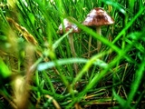 Panaeolus fimicola image