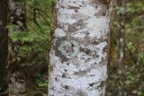 Menegazzia subsimilis image
