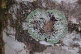 Menegazzia subsimilis image