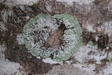 Menegazzia subsimilis image