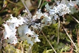 Platismatia glauca image
