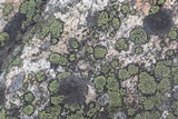 Rhizocarpon geographicum image