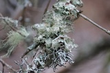 Platismatia glauca image