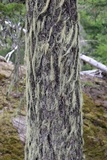 Alectoria sarmentosa image
