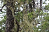 Alectoria sarmentosa image