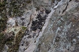 Umbilicaria polyphylla image