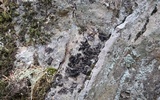Umbilicaria polyphylla image
