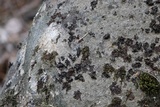 Umbilicaria polyphylla image