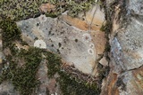 Placopsis gelida image