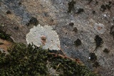 Placopsis gelida image