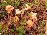 Helvella crispa image