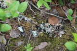 Platismatia glauca image