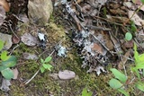 Platismatia glauca image