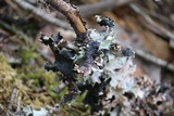 Platismatia glauca image