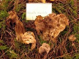 Helvella maculata image