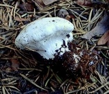 Cortinarius magnivelatus image