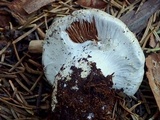 Cortinarius magnivelatus image