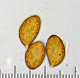 Cortinarius magnivelatus image