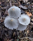 Parasola auricoma image