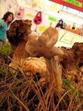 Helvella maculata image