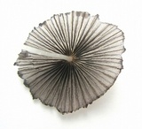 Parasola auricoma image