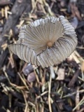 Parasola auricoma image