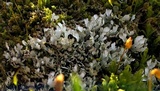 Cladonia apodocarpa image