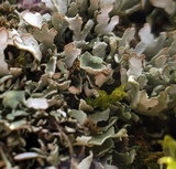 Cladonia apodocarpa image