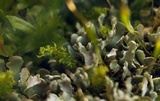 Cladonia apodocarpa image