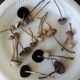 Panaeolus cinctulus image