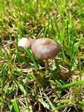 Panaeolus cinctulus image