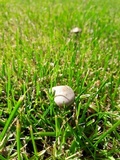 Panaeolus cinctulus image