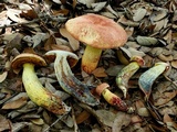 Pulchroboletus rubricitrinus image