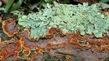 Hydnoporia tabacina image