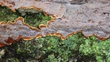 Hydnoporia tabacina image